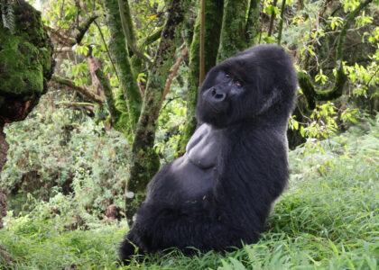 Gorilla